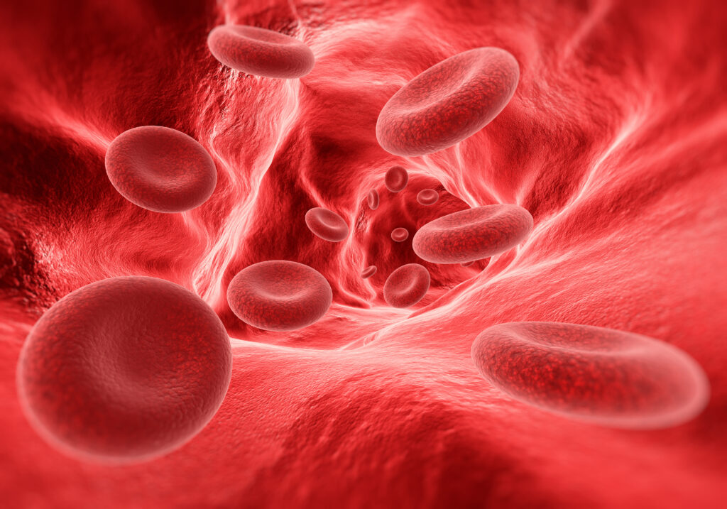 Blutzellen in der Vene