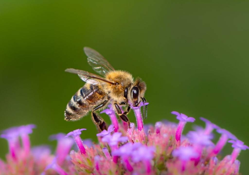 Biene die Nektar aus Blumen saugt