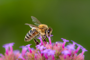 Biene die Nektar aus Blumen saugt