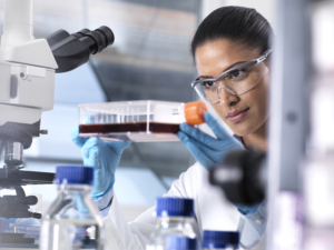 Biomedizinische Forschung, Wissenschaftlerin betrachtet Stammzellen
