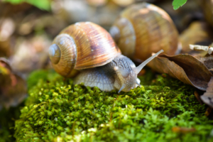 Schnecke krabbelt auf Wiese